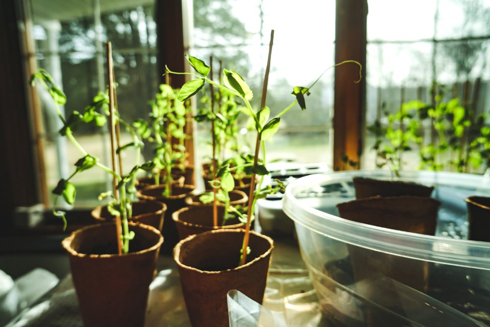 Potted Green Leaf Plants