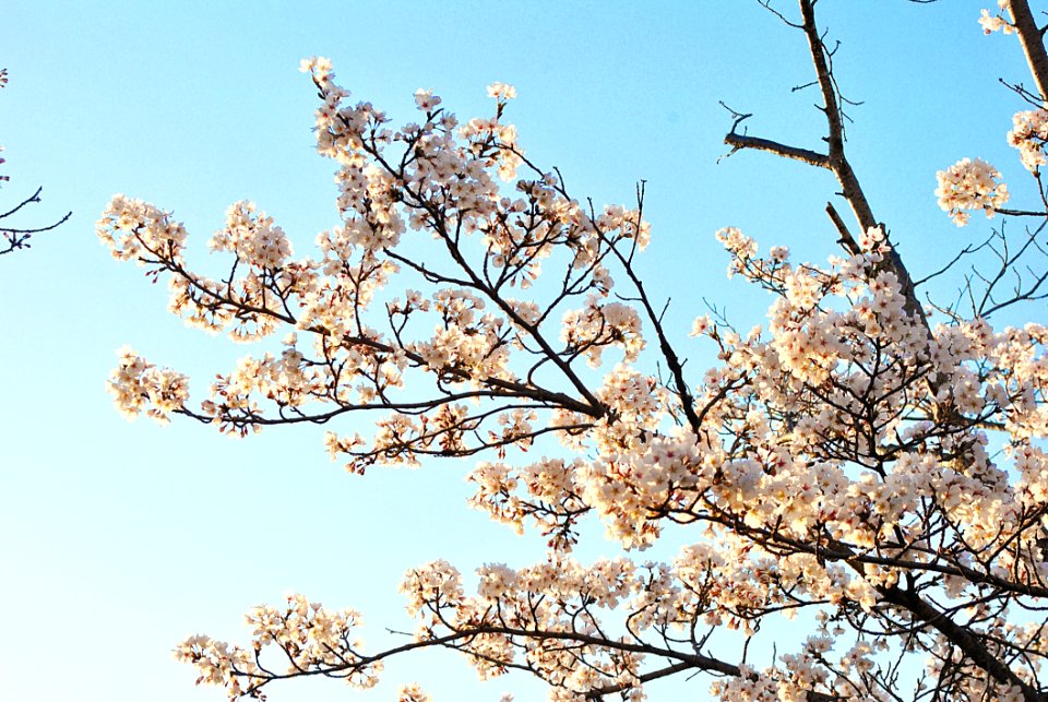 Blossom Branch Tree Sky