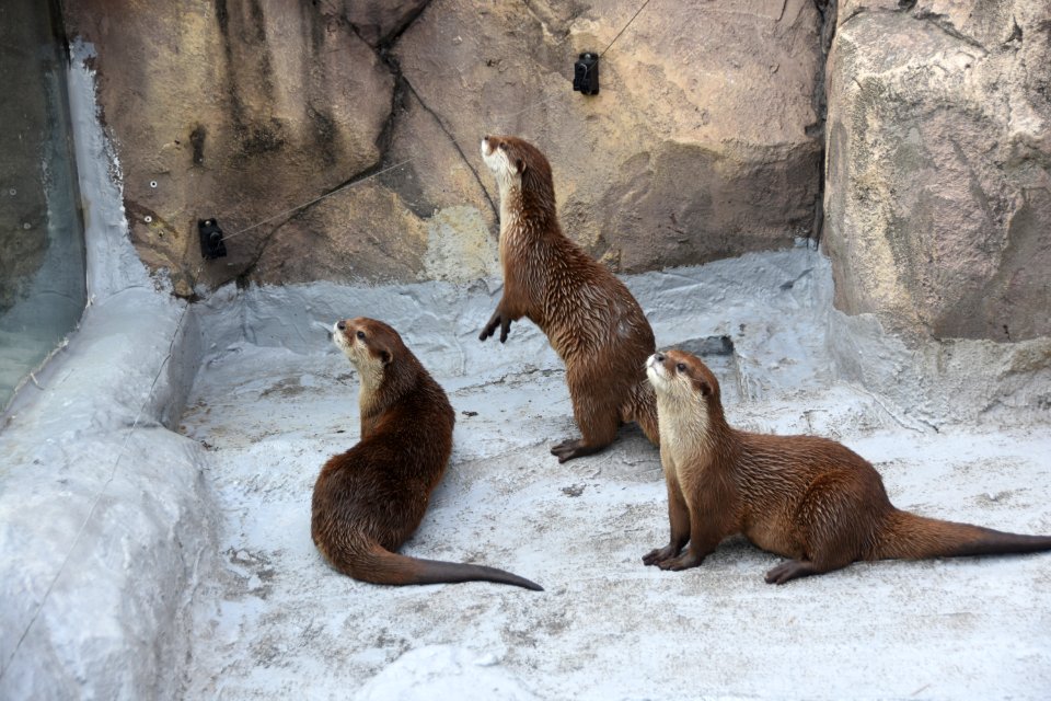 Fauna Mammal Otter Mustelidae photo