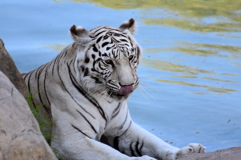 Wildlife Tiger Mammal Fauna