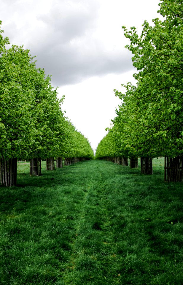 Green Nature Tree Vegetation