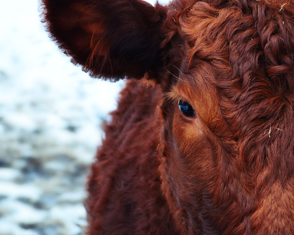 Animals cattle cows