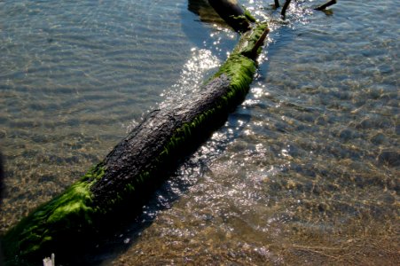 Water River Tree Bank