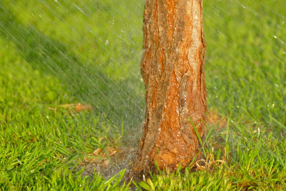 Grass Tree Trunk Leaf