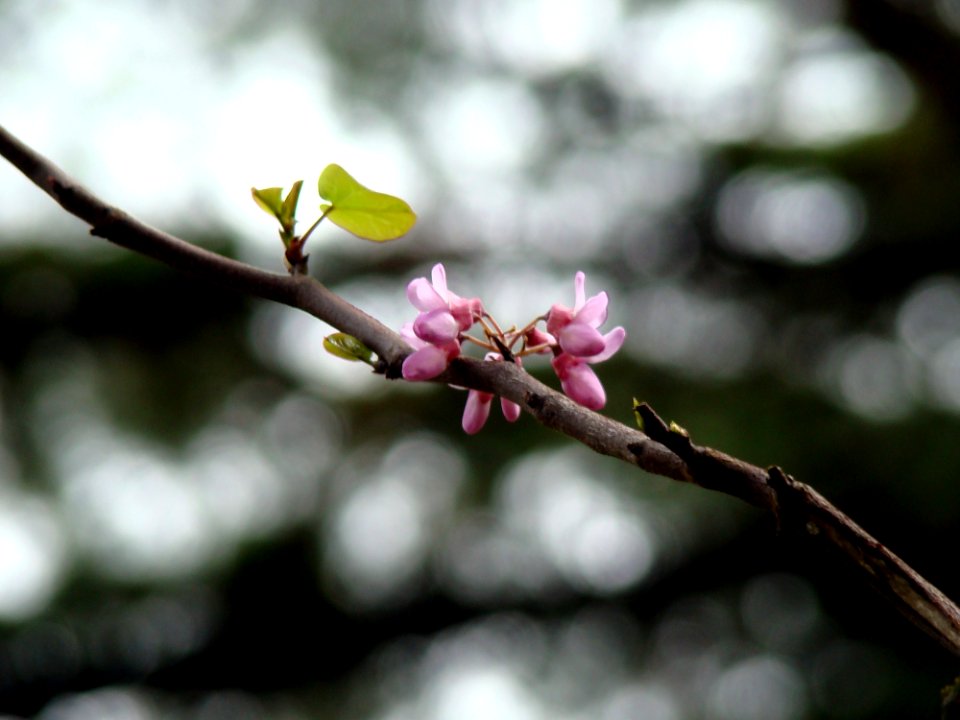Blossom Branch Plant Spring