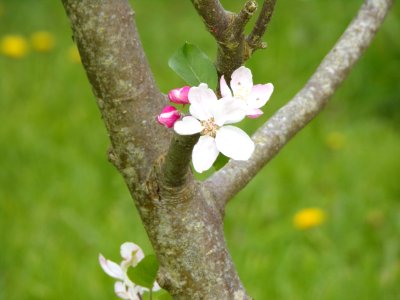 Branch Flora Blossom Spring photo