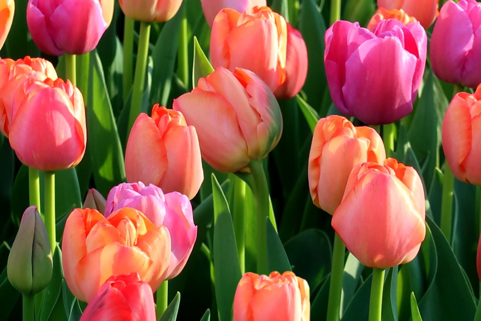 Flower Tulip Flowering Plant Plant
