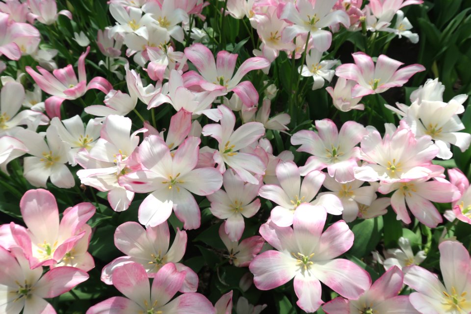 Flower Plant Flora Flowering Plant