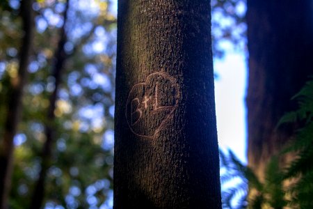 Tree Woody Plant Trunk Branch photo