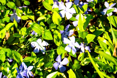 Plant Flower Flora Leaf