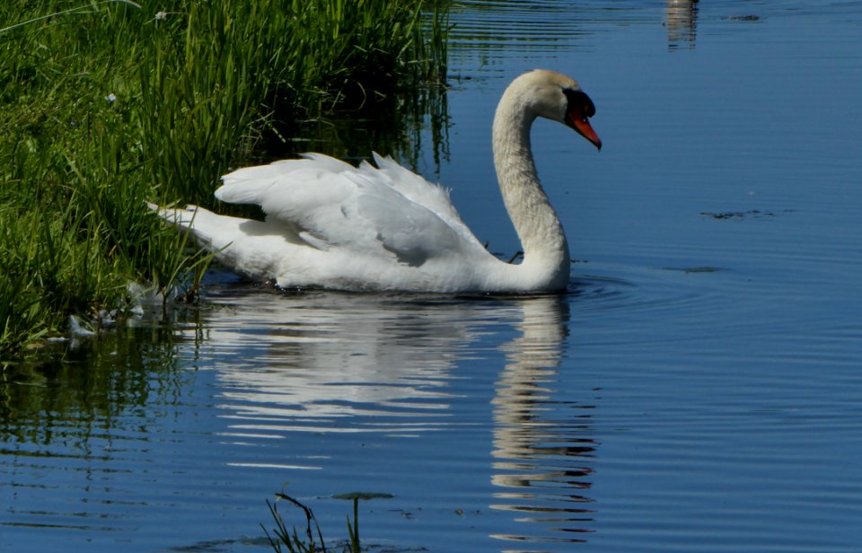 Swan Bird Water Bird Ducks Geese And Swans
