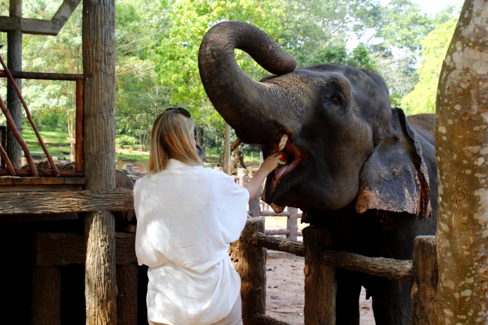 Elephant Elephants And Mammoths Indian Elephant Mammal