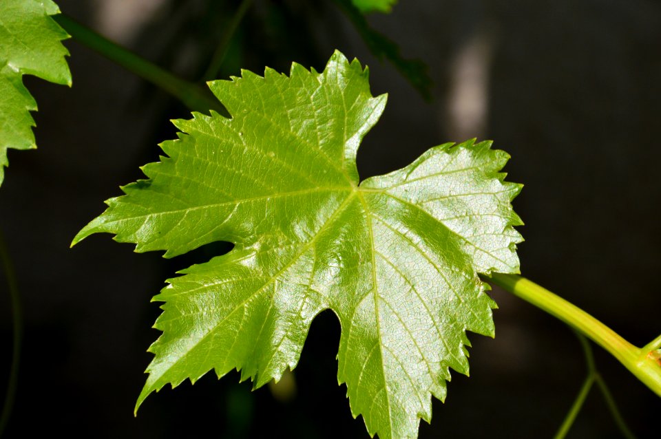 Leaf Grape Leaves Grapevine Family Plant