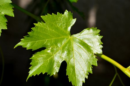 Leaf Grape Leaves Grapevine Family Plant