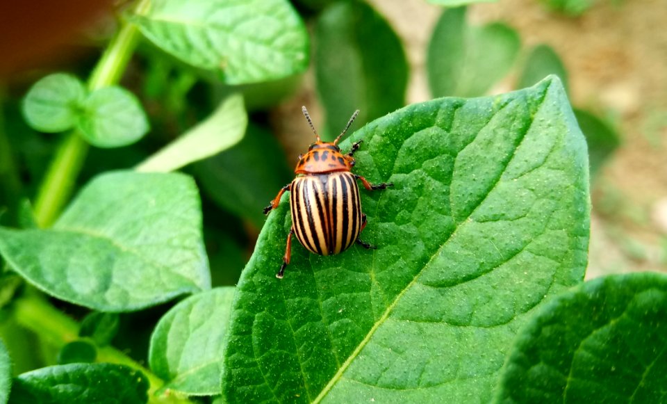 Insect Leaf Macro Photography Organism