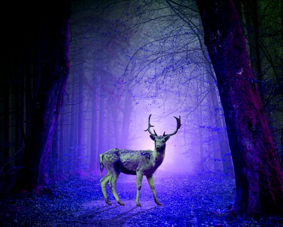 Nature Purple Darkness Light