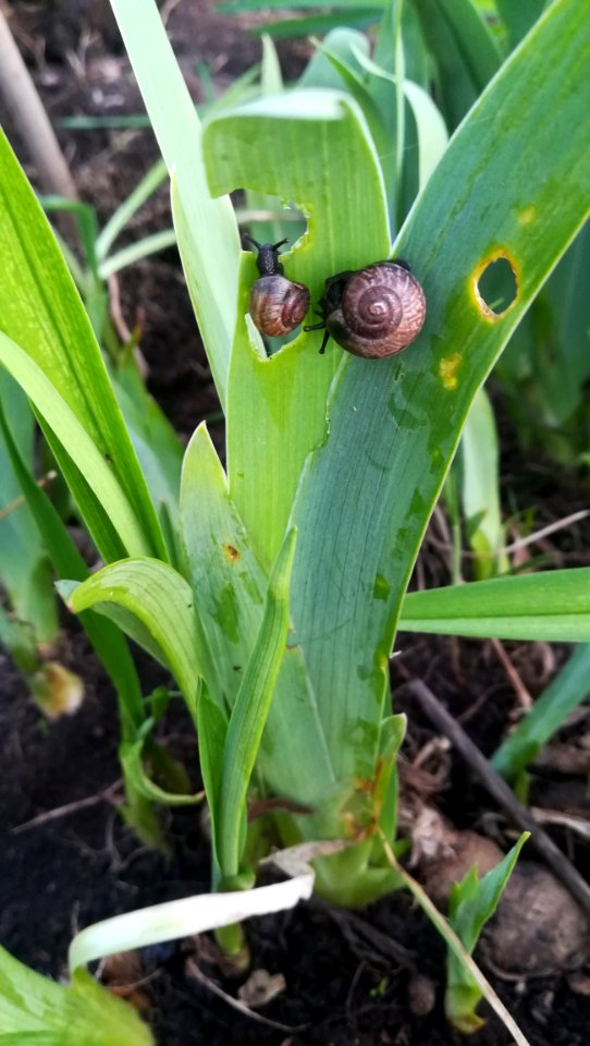 Plant Leaf Plant Pathology Plant Stem