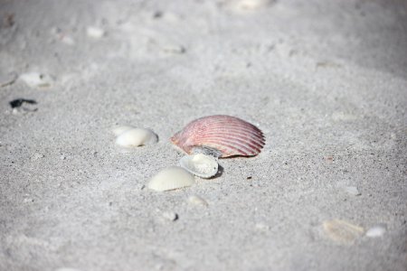 Seashell Cockle Macoma Veneroida photo