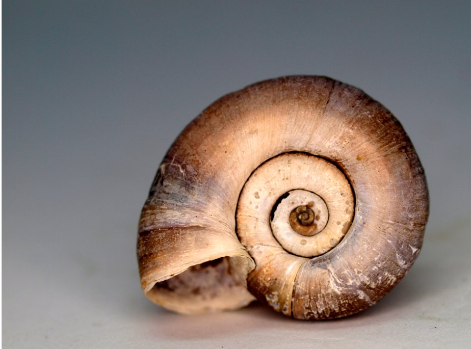 Snail Nautilida Snails And Slugs Sea Snail