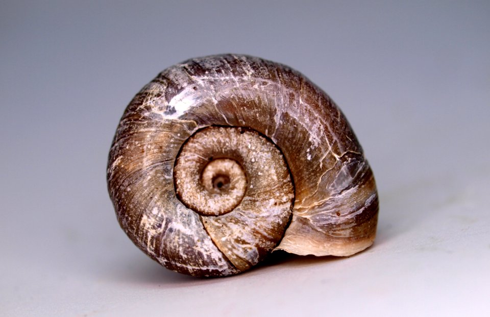Snail Snails And Slugs Nautilida Molluscs