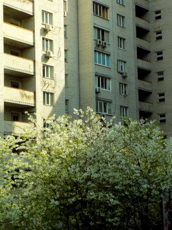 Building Urban Area Residential Area Tree