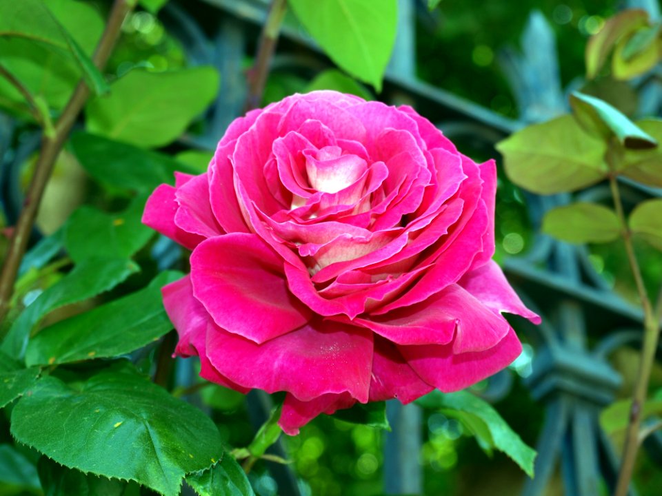 Flower Rose Rose Family Plant