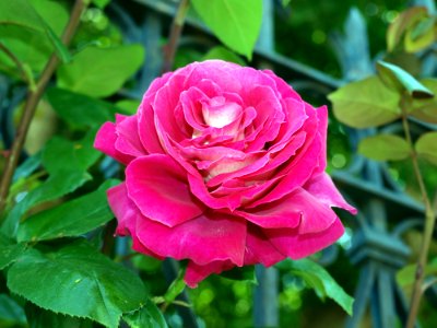 Flower Rose Rose Family Plant