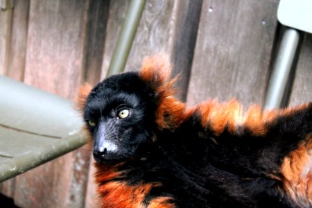 Fauna Primate Fur Snout