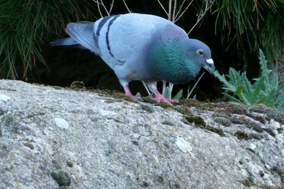 Bird Pigeons And Doves Beak Fauna