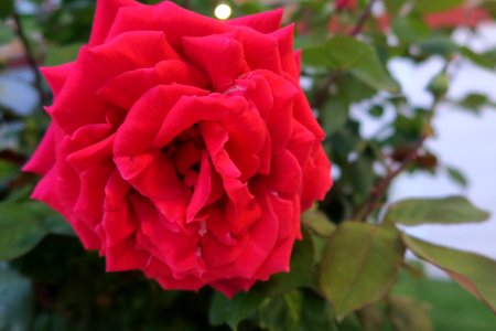 Flower Rose Rose Family Plant