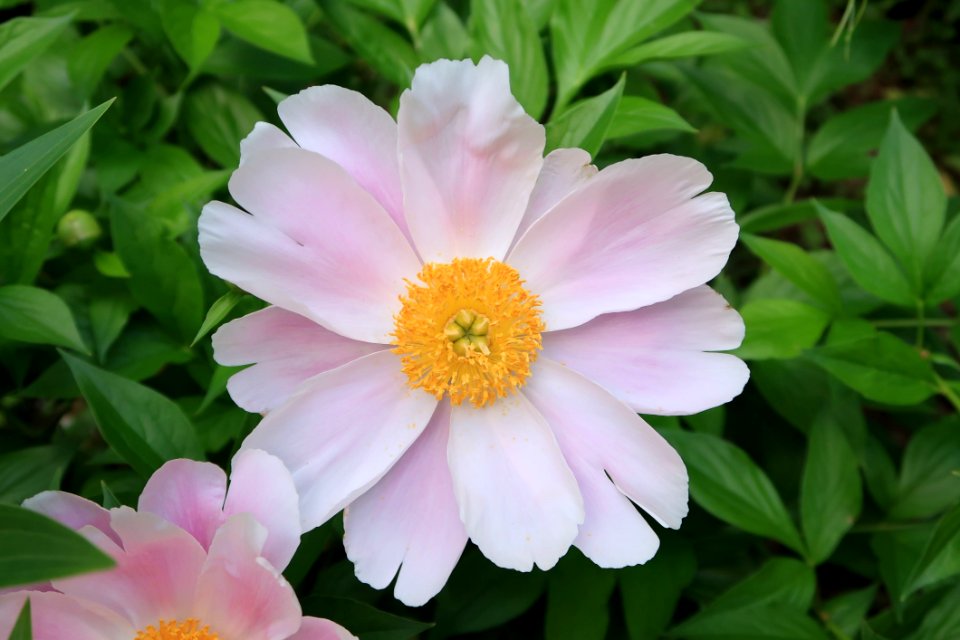 Flower Plant Flora Petal