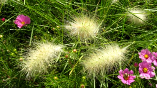 Plant Flower Flora Grass