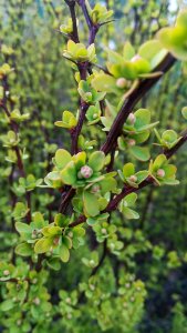 Plant Vegetation Flora Branch