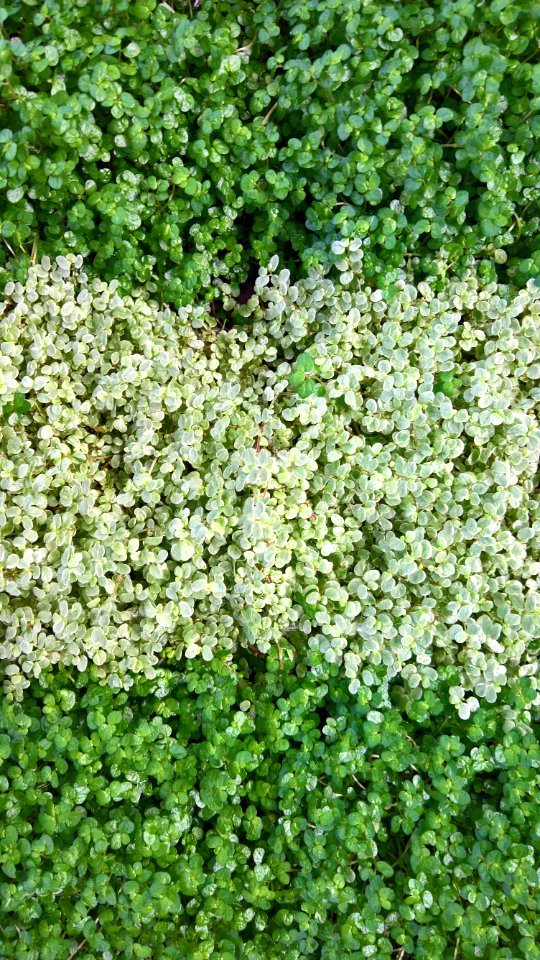 Plant Groundcover Grass Shrub