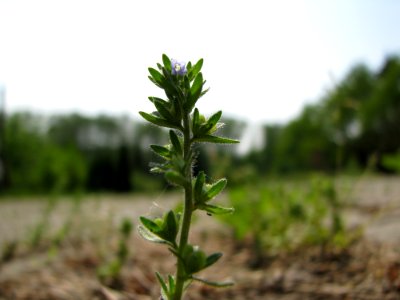 Plant Subshrub Herb Plant Stem