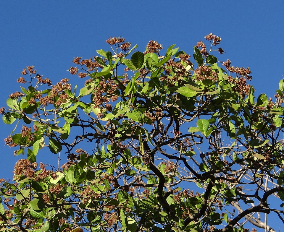 Tree organic agriculture