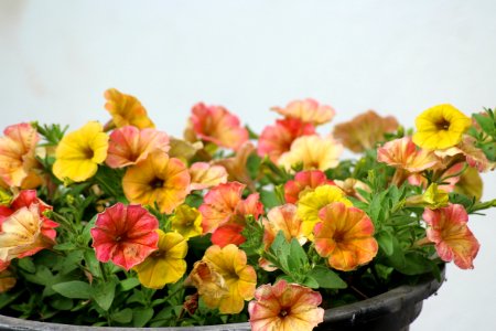 Flower Flowering Plant Plant Annual Plant