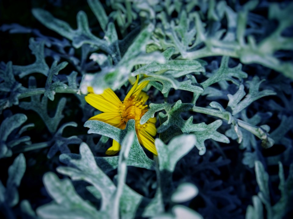 Flower Plant Yellow Flora