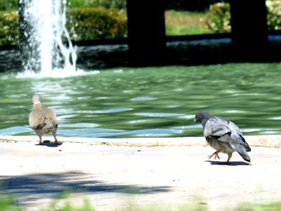 Bird Water Fauna Water Bird