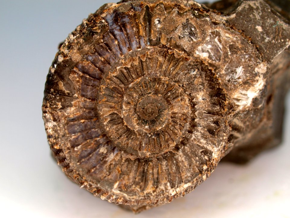 Fossil