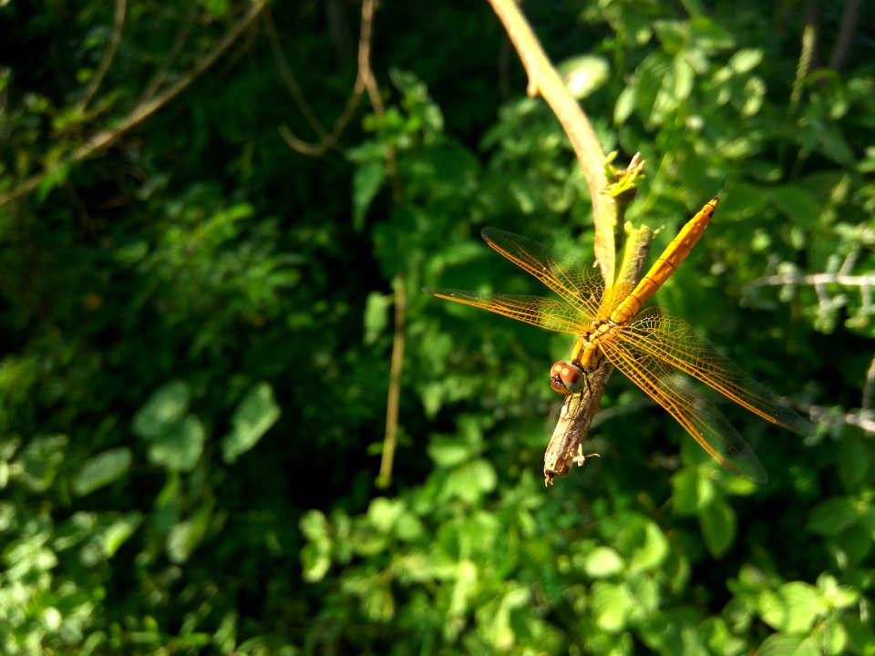 Flora Vegetation Plant Organism