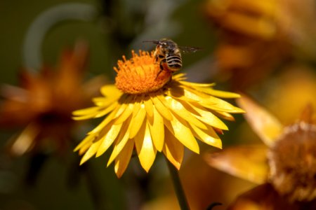 Honey Bee Flower Yellow Bee photo