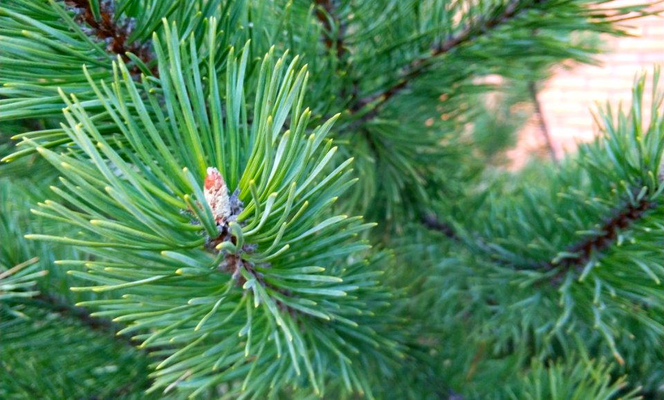 Pine Family Tree Pine Conifer