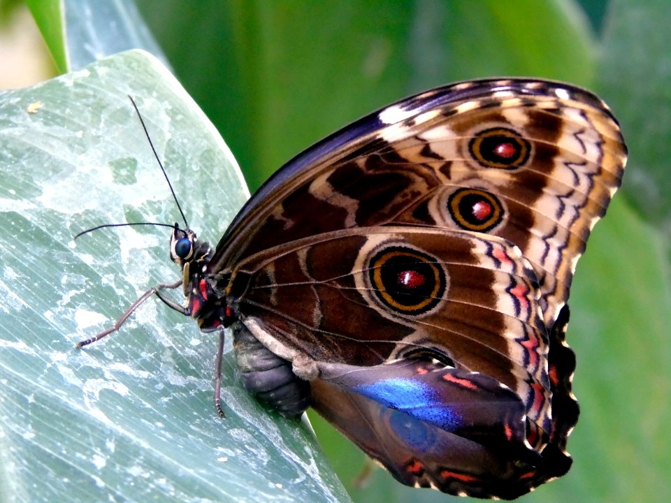 Butterfly Moths And Butterflies Insect Invertebrate