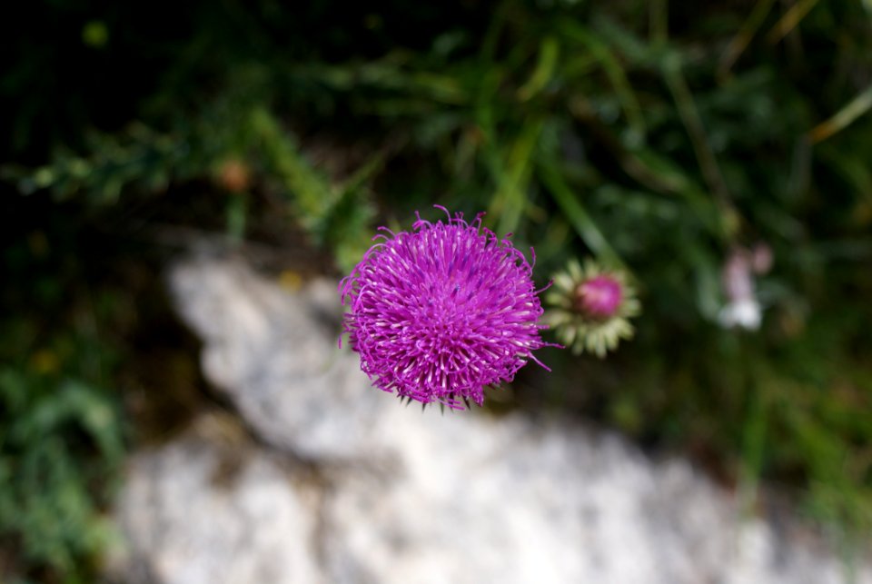 Flower Flora Plant Thistle