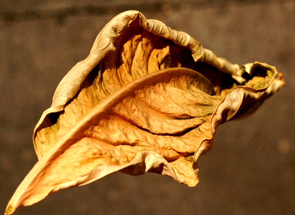 Leaf