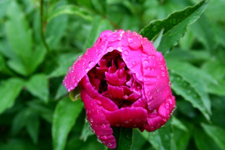 Flower Plant Peony Flora