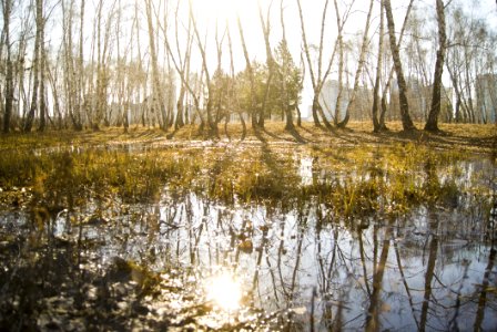 Reflection Swamp Water Wetland