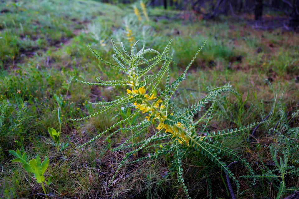 Flora Ecosystem Vegetation Plant