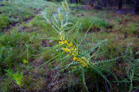 Flora Ecosystem Vegetation Plant